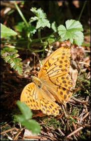 wildlife near penlan gites