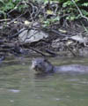 wildlife viewing holidays finistere holiday location