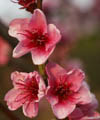 brittany holidays blossom at penlan gite holidays